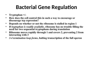 • Tryptophan +/-
• How does the cell control this in such a way to encourage or
discourage trp expression?
• Depends on whether or not the ribosome is stalled in region 1
• If tryptophan is readily available, ribosome has no trouble filling the
need for two sequential tryptophans during translation
• Ribosome moves rapidly through 1 and covers 2, preventing 2 from
interacting with 3
• 3-4 termination loop forms, halting transcription of the full operon
Bacterial Gene Regulation
 