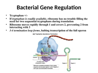 • Tryptophan +/-
• If tryptophan is readily available, ribosome has no trouble filling the
need for two sequential tryptophans during translation
• Ribosome moves rapidly through 1 and covers 2, preventing 2 from
interacting with 3
• 3-4 termination loop forms, halting transcription of the full operon
Bacterial Gene Regulation
 