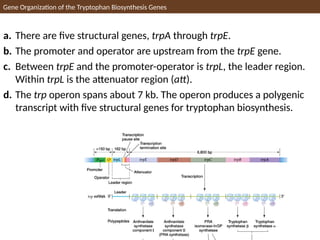 a. There are five structural genes, trpA through trpE.
b. The promoter and operator are upstream from the trpE gene.
c. Between trpE and the promoter-operator is trpL, the leader region.
Within trpL is the attenuator region (att).
d. The trp operon spans about 7 kb. The operon produces a polygenic
transcript with five structural genes for tryptophan biosynthesis.
Gene Organization of the Tryptophan Biosynthesis Genes
 