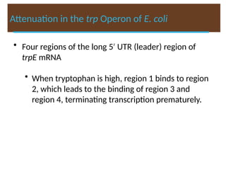 Attenuation in the trp Operon of E. coli
• Four regions of the long 5′ UTR (leader) region of
trpE mRNA
• When tryptophan is high, region 1 binds to region
2, which leads to the binding of region 3 and
region 4, terminating transcription prematurely.
 