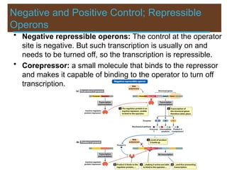 Negative and Positive Control; Repressible
Operons
• Negative repressible operons: The control at the operator
site is negative. But such transcription is usually on and
needs to be turned off, so the transcription is repressible.
• Corepressor: a small molecule that binds to the repressor
and makes it capable of binding to the operator to turn off
transcription.
 