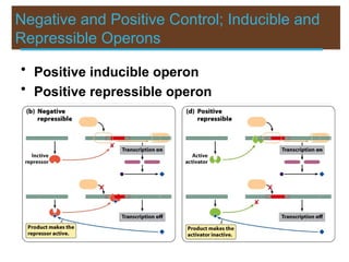 Negative and Positive Control; Inducible and
Repressible Operons
• Positive inducible operon
• Positive repressible operon
 