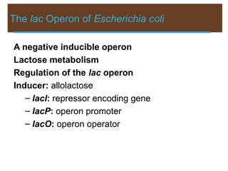 The lac Operon of Escherichia coli
A negative inducible operon
Lactose metabolism
Regulation of the lac operon
Inducer: allolactose
– lacI: repressor encoding gene
– lacP: operon promoter
– lacO: operon operator
 