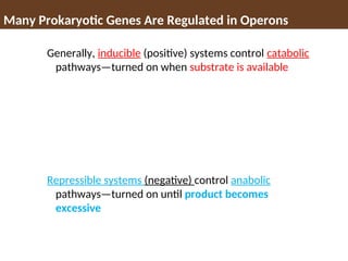 Many Prokaryotic Genes Are Regulated in Operons
Generally, inducible (positive) systems control catabolic
pathways—turned on when substrate is available
Repressible systems (negative) control anabolic
pathways—turned on until product becomes
excessive
 