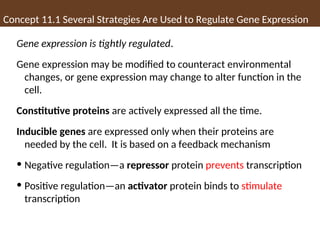 Concept 11.1 Several Strategies Are Used to Regulate Gene Expression
Gene expression is tightly regulated.
Gene expression may be modified to counteract environmental
changes, or gene expression may change to alter function in the
cell.
Constitutive proteins are actively expressed all the time.
Inducible genes are expressed only when their proteins are
needed by the cell. It is based on a feedback mechanism
• Negative regulation—a repressor protein prevents transcription
• Positive regulation—an activator protein binds to stimulate
transcription
 