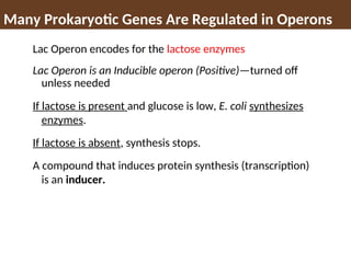 Many Prokaryotic Genes Are Regulated in Operons
Lac Operon encodes for the lactose enzymes
Lac Operon is an Inducible operon (Positive)—turned off
unless needed
If lactose is present and glucose is low, E. coli synthesizes
enzymes.
If lactose is absent, synthesis stops.
A compound that induces protein synthesis (transcription)
is an inducer.
 