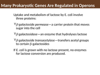 Many Prokaryotic Genes Are Regulated in Operons
Uptake and metabolism of lactose by E. coli involve
three proteins:
-galactoside permease—a carrier protein that moves
sugar into the cell
-galactosidase—an enzyme that hydrolyses lactose
-galactoside transacetylase—transfers acetyl groups
to certain -galactosides
If E. coli is grown with no lactose present, no enzymes
for lactose conversion are produced.
 