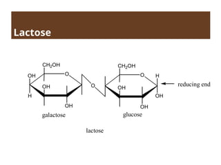 Lactose
O
OH
H
OH
OH
CH2OH
lactose
O H
OH
OH
OH
CH2OH
galactose glucose
O reducing end
 