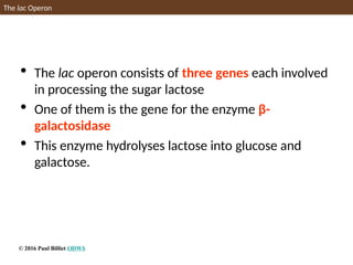 The lac Operon
 The lac operon consists of three genes each involved
in processing the sugar lactose
 One of them is the gene for the enzyme β-
galactosidase
 This enzyme hydrolyses lactose into glucose and
galactose.
© 2016 Paul Billiet ODWS
 