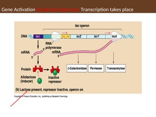 Gene Activation Inactivate Repressor Transcription takes place
 