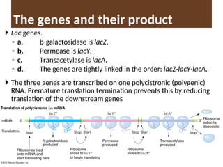  Lac genes.
◦ a. b-galactosidase is lacZ.
◦ b. Permease is lacY.
◦ c. Transacetylase is lacA.
◦ d. The genes are tightly linked in the order: lacZ-lacY-lacA.
 The three genes are transcribed on one polycistronic (polygenic)
RNA. Premature translation termination prevents this by reducing
translation of the downstream genes
The genes and their product
 