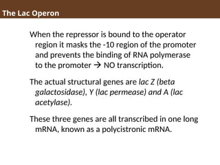 The Lac Operon
When the repressor is bound to the operator
region it masks the -10 region of the promoter
and prevents the binding of RNA polymerase
to the promoter  NO transcription.
The actual structural genes are lac Z (beta
galactosidase), Y (lac permease) and A (lac
acetylase).
These three genes are all transcribed in one long
mRNA, known as a polycistronic mRNA.
 