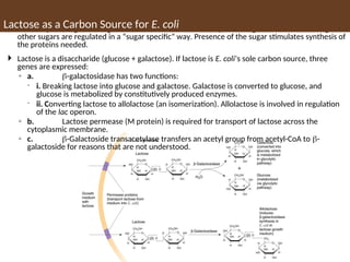  E. coli expresses genes for glucose metabolism constitutively, but the genes for metabolizing
other sugars are regulated in a “sugar specific” way. Presence of the sugar stimulates synthesis of
the proteins needed.
 Lactose is a disaccharide (glucose + galactose). If lactose is E. coli’s sole carbon source, three
genes are expressed:
◦ a. -galactosidase has two functions:
 i. Breaking lactose into glucose and galactose. Galactose is converted to glucose, and
glucose is metabolized by constitutively produced enzymes.
 ii. Converting lactose to allolactose (an isomerization). Allolactose is involved in regulation
of the lac operon.
◦ b. Lactose permease (M protein) is required for transport of lactose across the
cytoplasmic membrane.
◦ c. -Galactoside transacetylase transfers an acetyl group from acetyl-CoA to -
galactoside for reasons that are not understood.
Lactose as a Carbon Source for E. coli
 
