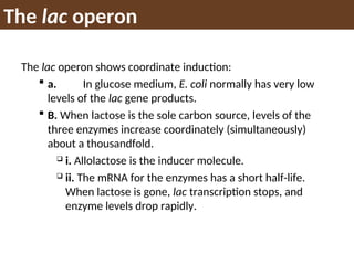 The lac operon shows coordinate induction:
 a. In glucose medium, E. coli normally has very low
levels of the lac gene products.
 B. When lactose is the sole carbon source, levels of the
three enzymes increase coordinately (simultaneously)
about a thousandfold.
 i. Allolactose is the inducer molecule.
 ii. The mRNA for the enzymes has a short half-life.
When lactose is gone, lac transcription stops, and
enzyme levels drop rapidly.
The lac operon
 