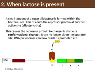2. When lactose is present
A small amount of a sugar allolactose is formed within the
bacterial cell. This fits onto the repressor protein at another
active site (allosteric site)
This causes the repressor protein to change its shape (a
conformational change). It can no longer sit on the operator
site. RNA polymerase can now reach its promoter site
z y a
DNA
I O
© 2016 Paul Billiet ODWS
 