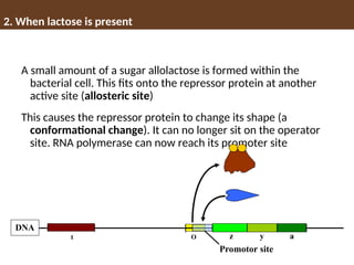 2. When lactose is present
A small amount of a sugar allolactose is formed within the
bacterial cell. This fits onto the repressor protein at another
active site (allosteric site)
This causes the repressor protein to change its shape (a
conformational change). It can no longer sit on the operator
site. RNA polymerase can now reach its promoter site
Promotor site
z y a
DNA
I O
 