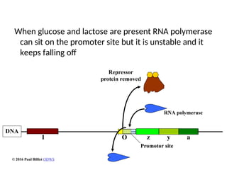 When glucose and lactose are present RNA polymerase
can sit on the promoter site but it is unstable and it
keeps falling off
Promotor site
z y a
DNA
I O
Repressor
protein removed
RNA polymerase
© 2016 Paul Billiet ODWS
 