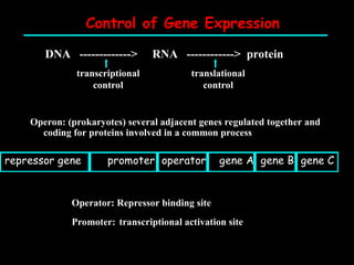 Control of Gene Expression
DNA -------------> RNA ------------> protein
transcriptional
control
translational
control
Operon: (prokaryotes) several adjacent genes regulated together and
coding for proteins involved in a common process
Operator: Repressor binding site
Promoter: transcriptional activation site
repressor gene promoter operator gene A gene B gene C
 