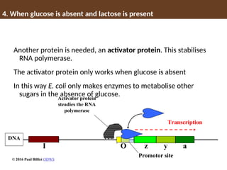 4. When glucose is absent and lactose is present
Another protein is needed, an activator protein. This stabilises
RNA polymerase.
The activator protein only works when glucose is absent
In this way E. coli only makes enzymes to metabolise other
sugars in the absence of glucose.
Promotor site
z y a
DNA
I O
Transcription
Activator protein
steadies the RNA
polymerase
© 2016 Paul Billiet ODWS
 