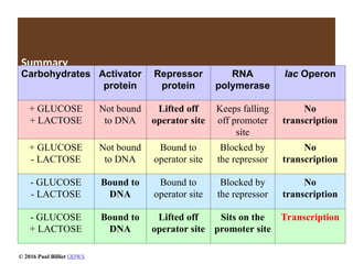 Summary
Carbohydrates Activator
protein
Repressor
protein
RNA
polymerase
lac Operon
+ GLUCOSE
+ LACTOSE
Not bound
to DNA
Lifted off
operator site
Keeps falling
off promoter
site
No
transcription
+ GLUCOSE
- LACTOSE
Not bound
to DNA
Bound to
operator site
Blocked by
the repressor
No
transcription
- GLUCOSE
- LACTOSE
Bound to
DNA
Bound to
operator site
Blocked by
the repressor
No
transcription
- GLUCOSE
+ LACTOSE
Bound to
DNA
Lifted off
operator site
Sits on the
promoter site
Transcription
© 2016 Paul Billiet ODWS
 