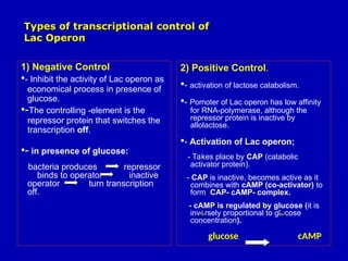 1) Negative Control.
•- Inhibit the activity of Lac operon as
economical process in presence of
glucose.
•-The controlling -element is the
repressor protein that switches the
transcription off.
•- in presence of glucose:
bacteria produces repressor
binds to operator inactive
operator turn transcription
off.
2) Positive Control.
•- activation of lactose catabolism.
•- Pomoter of Lac operon has low affinity
for RNA-polymerase, although the
repressor protein is inactive by
allolactose.
•- Activation of Lac operon;
- Takes place by CAP (catabolic
activator protein).
- CAP is inactive, becomes active as it
combines with cAMP (co-activator) to
form CAP- cAMP- complex.
- cAMP is regulated by glucose (it is
inversely proportional to glucose
concentration).
glucose cAMP
Types of transcriptional control of
Types of transcriptional control of
Lac Operon
Lac Operon
 