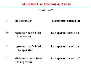 Mutated Lac Operon & Areas
what if …?
I-
no repressor Lac operon turned on
Oc
repressor can’t bind Lac operon turned on
to operator
Is
allolactose can’t bind Lac operon turned off
to repressor
I-d
repressor can’t bind Lac operon turned on
to operator
 