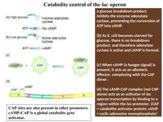 (a) Under conditions of high glucose,
a glucose breakdown product
inhibits the enzyme adenylate
cyclase, preventing the conversion of
ATP into cAMP.
(b) As E. coli becomes starved for
glucose, there is no breakdown
product, and therefore adenylate
cyclase is active and cAMP is formed.
(c) When cAMP (a hunger signal) is
present, it acts as an allosteric
effector, complexing with the CAP
dimer.
(d) The cAMP-CAP complex (not CAP
alone) acts as an activator of lac
operon transcription by binding to a
region within the lac promoter. (CAP
= catabolite activator protein; cAMP
= cyclic adenosine monophosphate)
Catabolite control of the lac operon
CAP sites are also present in other promoters.
cAMP-CAP is a global catabolite gene
activator.
 