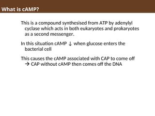 What is cAMP?
This is a compound synthesised from ATP by adenylyl
cyclase which acts in both eukaryotes and prokaryotes
as a second messenger.
In this situation cAMP ↓ when glucose enters the
bacterial cell
This causes the cAMP associated with CAP to come off
 CAP without cAMP then comes off the DNA
 