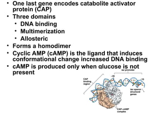 • One last gene encodes catabolite activator
protein (CAP)
• Three domains
• DNA binding
• Multimerization
• Allosteric
• Forms a homodimer
• Cyclic AMP (cAMP) is the ligand that induces
conformational change increased DNA binding
• cAMP is produced only when glucose is not
present
 