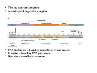 • The lac operon structure
• A multi-part regulatory region
• CAP binding site – bound by catabolite activator protein
• Promoter – bound by RNA polymerase
• Operator – bound by lac repressor
Bacterial Gene Regulation
 