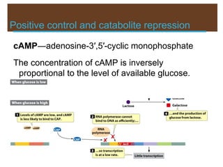 Positive control and catabolite repression
cAMP―adenosine-3′,5′-cyclic monophosphate
The concentration of cAMP is inversely
proportional to the level of available glucose.
 