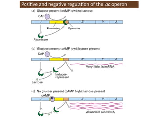 Positive and negative regulation of the lac operon
 