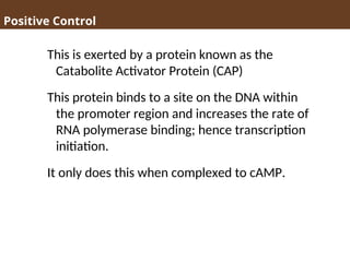 Positive Control
This is exerted by a protein known as the
Catabolite Activator Protein (CAP)
This protein binds to a site on the DNA within
the promoter region and increases the rate of
RNA polymerase binding; hence transcription
initiation.
It only does this when complexed to cAMP.
 