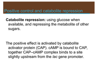 Positive control and catabolite repression
Catabolite repression: using glucose when
available, and repressing the metabolite of other
sugars.
The positive effect is activated by catabolite
activator protein (CAP). cAMP is bound to CAP,
together CAP–cAMP complex binds to a site
slightly upstream from the lac gene promoter.
 
