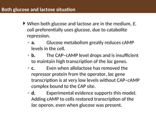  When both glucose and lactose are in the medium, E.
coli preferentially uses glucose, due to catabolite
repression.
◦ a. Glucose metabolism greatly reduces cAMP
levels in the cell.
◦ b. The CAP–cAMP level drops and is insufficient
to maintain high transcription of the lac genes.
◦ c. Even when allolactose has removed the
repressor protein from the operator, lac gene
transcription is at very low levels without CAP–cAMP
complex bound to the CAP site.
◦ d. Experimental evidence supports this model.
Adding cAMP to cells restored transcription of the
lac operon, even when glucose was present.
Both glucose and lactose situation
 