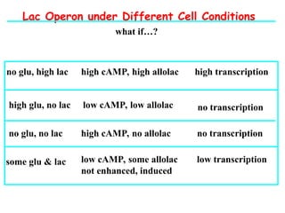Lac Operon under Different Cell Conditions
what if…?
no glu, high lac high cAMP, high allolac high transcription
high glu, no lac low cAMP, low allolac no transcription
no glu, no lac high cAMP, no allolac no transcription
some glu & lac low cAMP, some allolac
not enhanced, induced
low transcription
 
