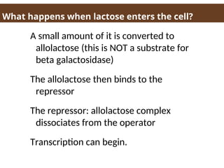 What happens when lactose enters the cell?
A small amount of it is converted to
allolactose (this is NOT a substrate for
beta galactosidase)
The allolactose then binds to the
repressor
The repressor: allolactose complex
dissociates from the operator
Transcription can begin.
 
