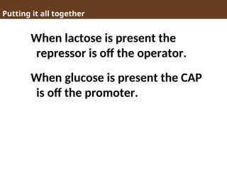 Putting it all together
When lactose is present the
repressor is off the operator.
When glucose is present the CAP
is off the promoter.
 