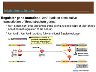 Mutations in lac
Regulator gene mutations: lacI−
leads to constitutive
transcription of three structure genes.
• lacI+
is dominant over lacI−
and is trans acting. A single copy of lacI+
brings
about normal regulation of lac operon.
• lacI+
lacZ−
/ lacI−
lacZ+
produce fully functional β-galactosidase.
 