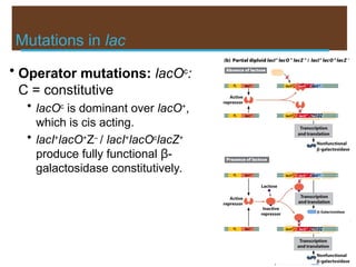 Mutations in lac
• Operator mutations: lacOc
:
C = constitutive
• lacOc
is dominant over lacO+
,
which is cis acting.
• lacI+
lacO+
Z–
/ lacI+
lacOc
lacZ+
produce fully functional β-
galactosidase constitutively.
 