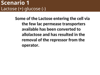 Scenario 1
Lactose (+) glucose (-)
Some of the Lactose entering the cell via
the few lac permease transporters
available has been converted to
allolactose and has resulted in the
removal of the repressor from the
operator.
 