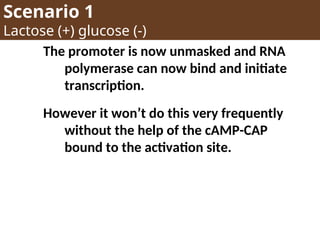 Scenario 1
Lactose (+) glucose (-)
The promoter is now unmasked and RNA
polymerase can now bind and initiate
transcription.
However it won’t do this very frequently
without the help of the cAMP-CAP
bound to the activation site.
 