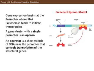 Figure 11.2 Positive and Negative Regulation
Gene expression begins at the
Promoter where RNA
Polymerase binds to initiate
transcription
A gene cluster with a single
promoter is an operon
An operator is a short stretch
of DNA near the promoter that
controls transcription of the
structural genes.
General Operon Model
 