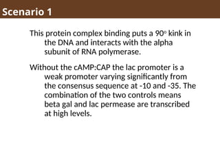 Scenario 1
This protein complex binding puts a 90o
kink in
the DNA and interacts with the alpha
subunit of RNA polymerase.
Without the cAMP:CAP the lac promoter is a
weak promoter varying significantly from
the consensus sequence at -10 and -35. The
combination of the two controls means
beta gal and lac permease are transcribed
at high levels.
 