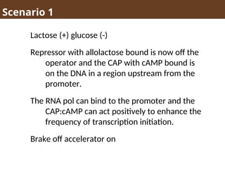 Scenario 1
Lactose (+) glucose (-)
Repressor with allolactose bound is now off the
operator and the CAP with cAMP bound is
on the DNA in a region upstream from the
promoter.
The RNA pol can bind to the promoter and the
CAP:cAMP can act positively to enhance the
frequency of transcription initiation.
Brake off accelerator on
 
