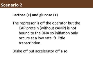 Scenario 2
Lactose (+) and glucose (+)
The repressor is off the operator but the
CAP protein (without cAMP) is not
bound to the DNA so initiation only
occurs at a low rate  little
transcription.
Brake off but accelerator off also
 