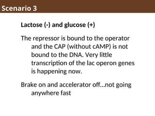 Scenario 3
Lactose (-) and glucose (+)
The repressor is bound to the operator
and the CAP (without cAMP) is not
bound to the DNA. Very little
transcription of the lac operon genes
is happening now.
Brake on and accelerator off…not going
anywhere fast
 