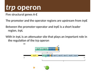 trp operon
Five structural genes A-E
The promoter and the operator regions are upstream from trpE
Between the promoter-operator and trpE is a short leader
region, trpL
With in trpL is an attenuator site that plays an important role in
the regulation of the trp operon
 