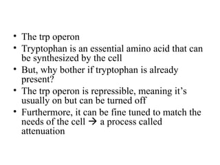 • The trp operon
• Tryptophan is an essential amino acid that can
be synthesized by the cell
• But, why bother if tryptophan is already
present?
• The trp operon is repressible, meaning it’s
usually on but can be turned off
• Furthermore, it can be fine tuned to match the
needs of the cell  a process called
attenuation
Bacterial Gene Regulation
 