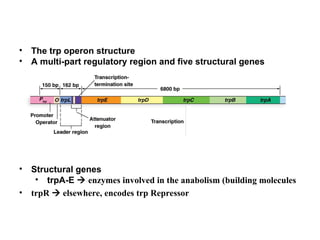 Bacterial Gene Regulation
• The trp operon structure
• A multi-part regulatory region and five structural genes
• Structural genes
• trpA-E  enzymes involved in the anabolism (building molecules
• trpR  elsewhere, encodes trp Repressor
 